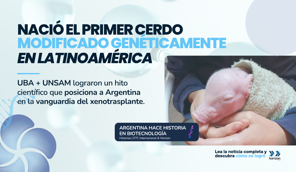 Argentina marca un hito en biotecnología con el primer cerdo modificado genéticamente para xenotrasplantes en América Latina